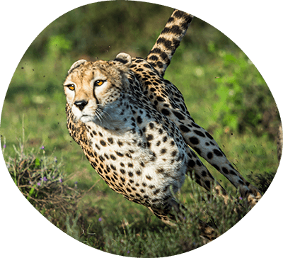 Cheetah running fast