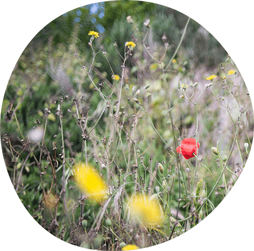 Garden growing unruly